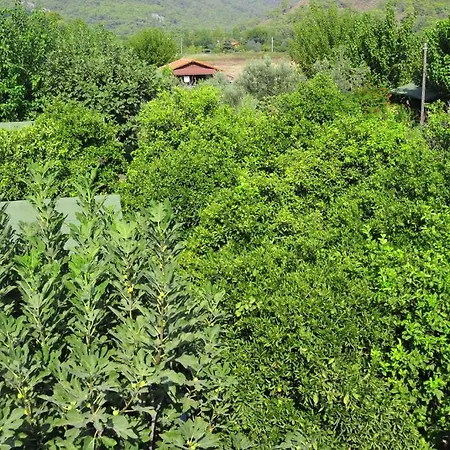 Deniz Çıralı